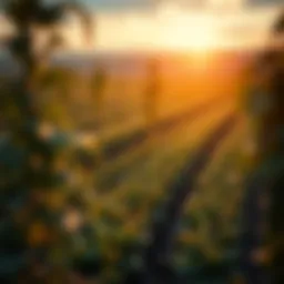 Futuristic agricultural landscape integrating blockchain technology